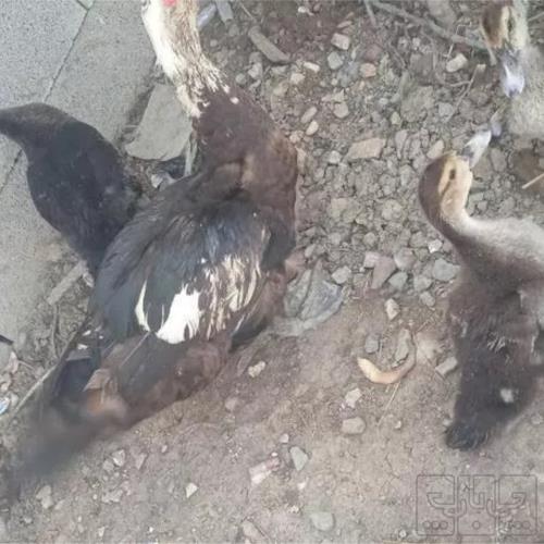 خانه و  آشپزخانه - حیوانات - پرندگان