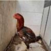 خانه و  آشپزخانه - حیوانات - پرندگان