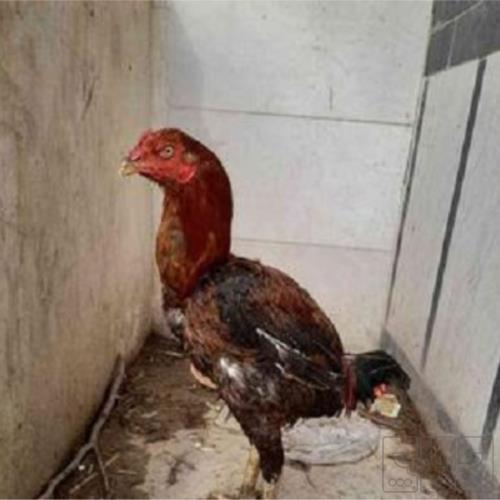 خانه و  آشپزخانه - حیوانات - پرندگان