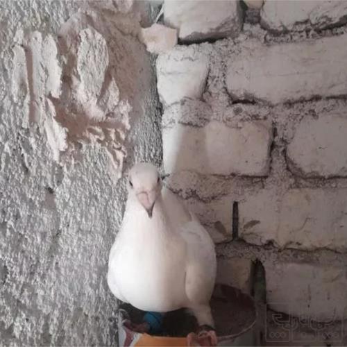 خانه و  آشپزخانه - حیوانات - پرندگان