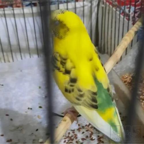 خانه و  آشپزخانه - حیوانات - پرندگان