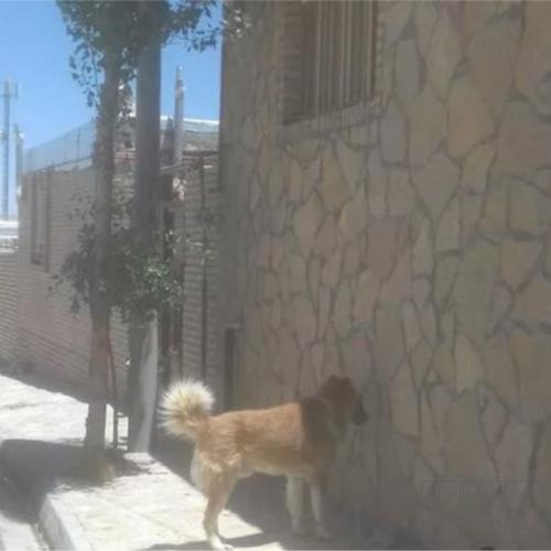 خانه و  آشپزخانه - حیوانات - پستانداران