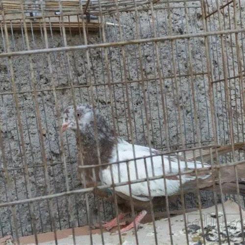 خانه و  آشپزخانه - حیوانات - پرندگان
