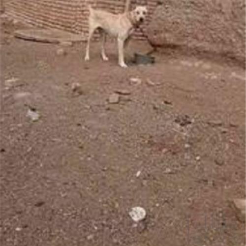 خانه و  آشپزخانه - حیوانات - پستانداران