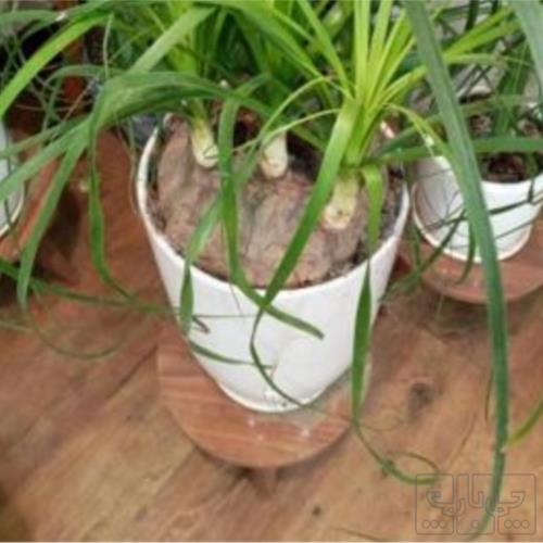 خانه و  آشپزخانه - باغبانی - گل و گیاه طبیعی