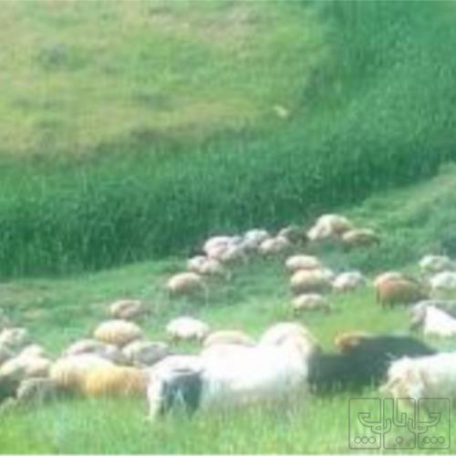 خانه و  آشپزخانه - حیوانات - پستانداران