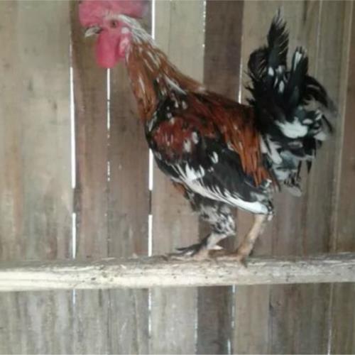 خانه و  آشپزخانه - حیوانات - پرندگان