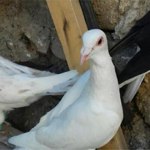 خانه و  آشپزخانه - حیوانات - پرندگان