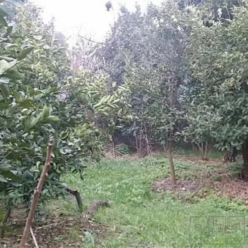 زمین مسکونی - انتقال مالکیت قطعی - ملکی