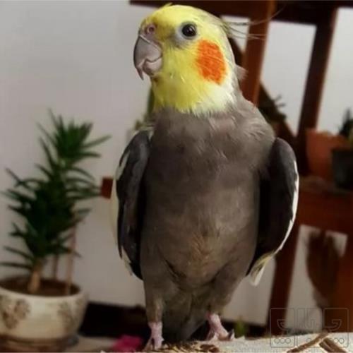 خانه و  آشپزخانه - حیوانات - پرندگان