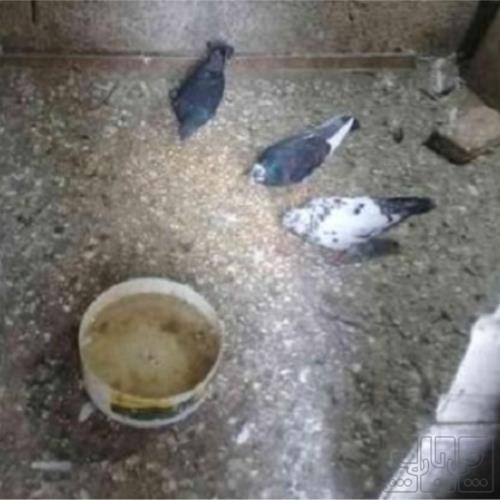 خانه و  آشپزخانه - حیوانات - پرندگان