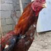 خانه و  آشپزخانه - حیوانات - پرندگان
