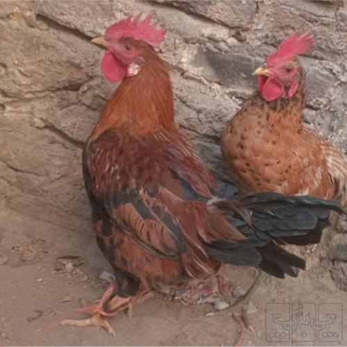 خانه و  آشپزخانه - حیوانات - پرندگان