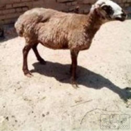 خانه و  آشپزخانه - حیوانات - پستانداران