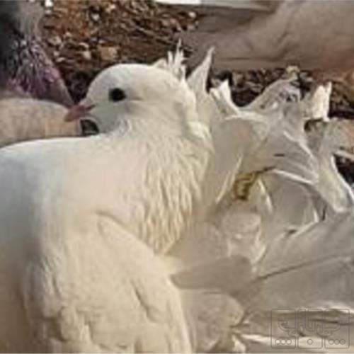 خانه و  آشپزخانه - حیوانات - پرندگان