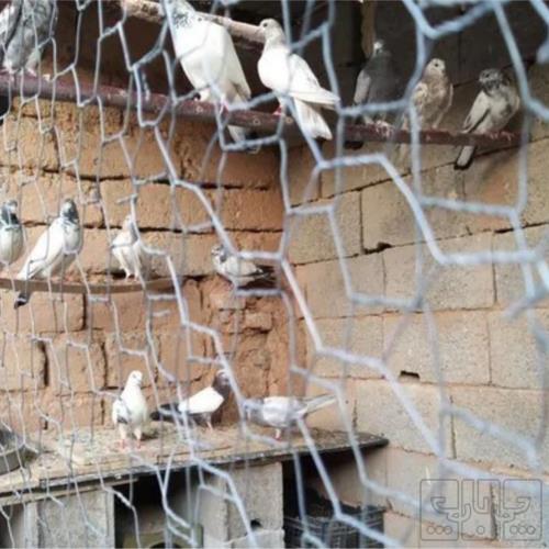 خانه و  آشپزخانه - حیوانات - پرندگان