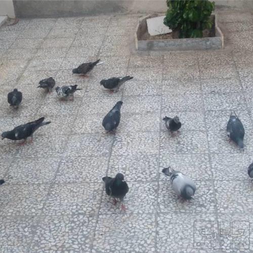خانه و  آشپزخانه - حیوانات - پرندگان