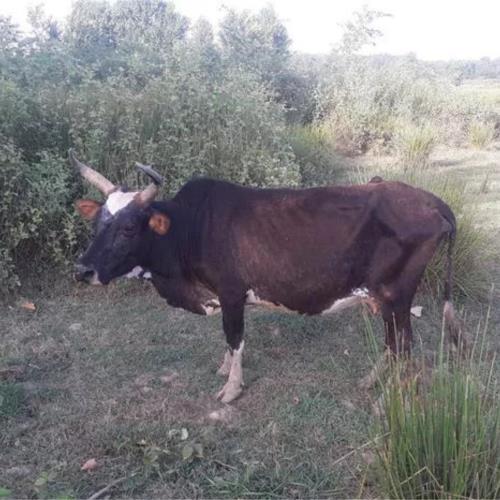 خانه و  آشپزخانه - حیوانات - پستانداران