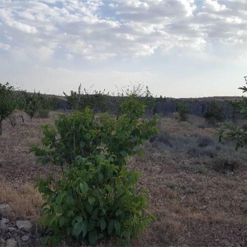 باغ و باغچه - انتقال مالکیت قطعی - وکالتی