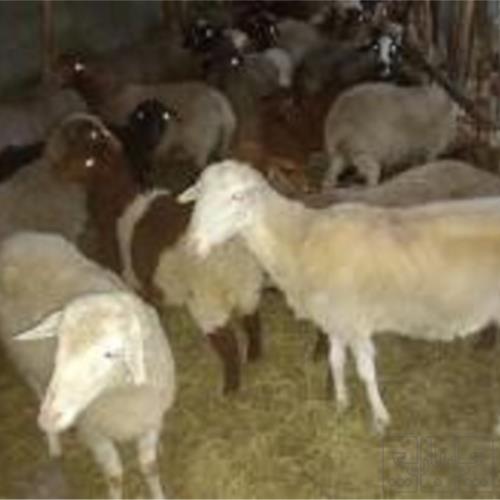 خانه و  آشپزخانه - حیوانات - پستانداران