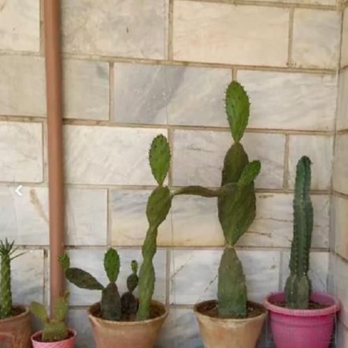 خانه و  آشپزخانه - باغبانی - گل و گیاه طبیعی