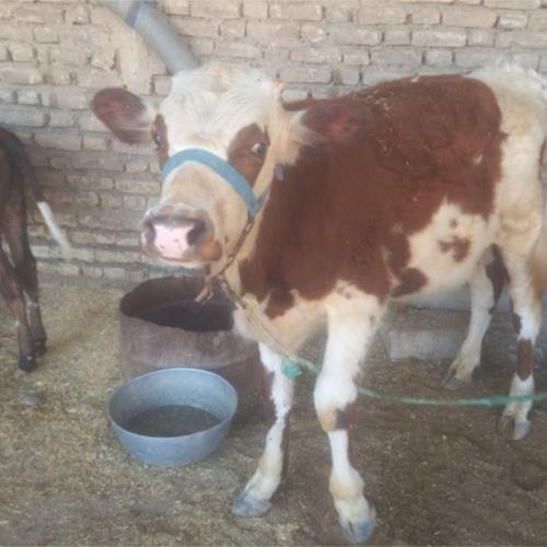 خانه و  آشپزخانه - حیوانات - پستانداران
