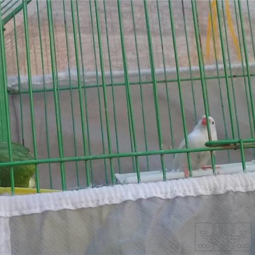 خانه و  آشپزخانه - حیوانات - پرندگان
