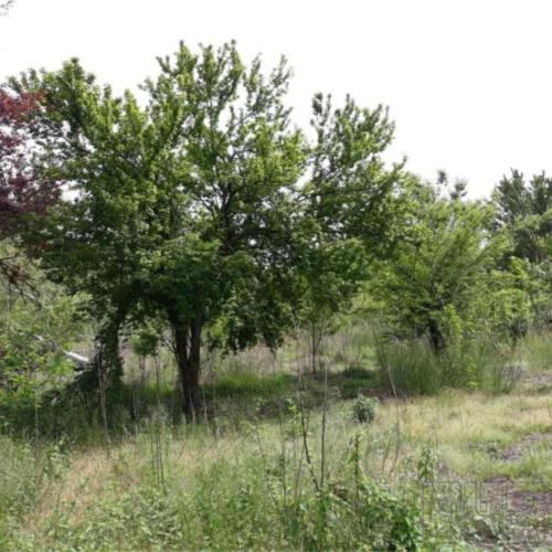 باغ و باغچه - انتقال مالکیت قطعی - ملکی