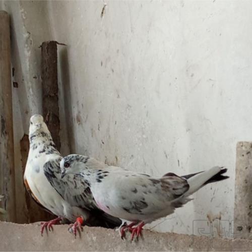 خانه و  آشپزخانه - حیوانات - پرندگان