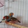 خانه و  آشپزخانه - حیوانات - پرندگان