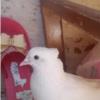 خانه و  آشپزخانه - حیوانات - پرندگان