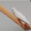 خانه و  آشپزخانه - حیوانات - پرندگان