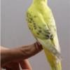 خانه و  آشپزخانه - حیوانات - پرندگان