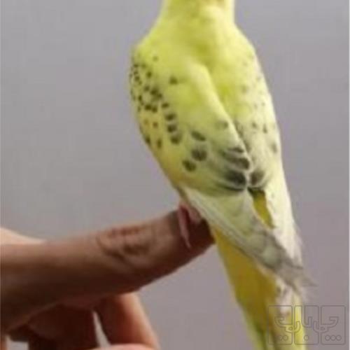 خانه و  آشپزخانه - حیوانات - پرندگان