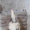 خانه و  آشپزخانه - حیوانات - پرندگان