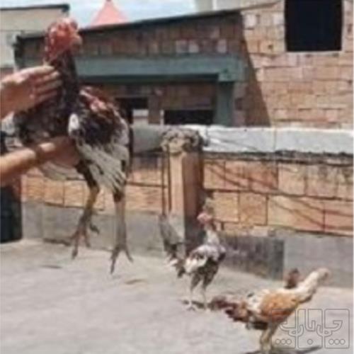خانه و  آشپزخانه - حیوانات - پرندگان