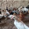 خانه و  آشپزخانه - حیوانات - پرندگان