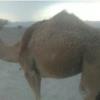 خانه و  آشپزخانه - حیوانات - پستانداران