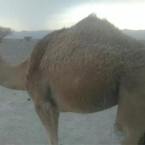 خانه و  آشپزخانه - حیوانات - پستانداران