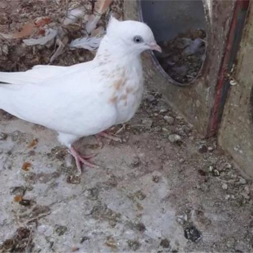 خانه و  آشپزخانه - حیوانات - پرندگان