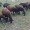 خانه و  آشپزخانه - حیوانات - پستانداران