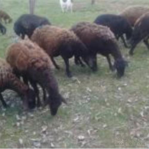خانه و  آشپزخانه - حیوانات - پستانداران