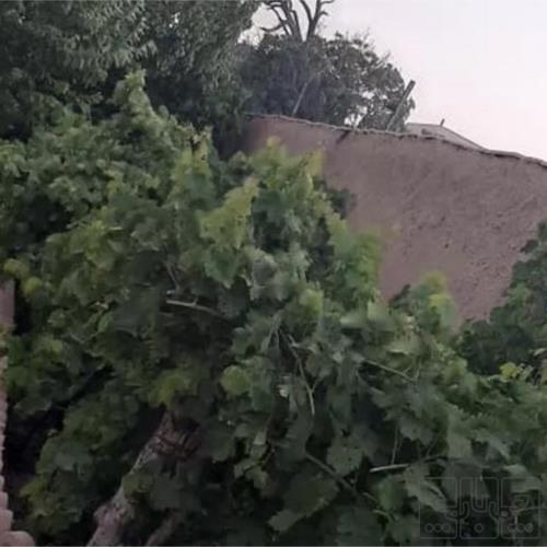 باغ و باغچه