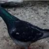 خانه و  آشپزخانه - حیوانات - پرندگان