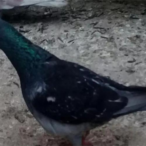 خانه و  آشپزخانه - حیوانات - پرندگان