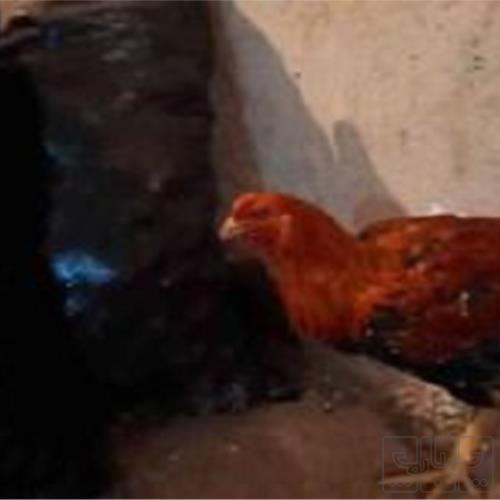 خانه و  آشپزخانه - حیوانات - پرندگان