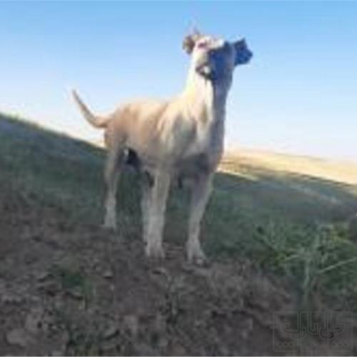 خانه و  آشپزخانه - حیوانات - پستانداران