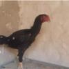 خانه و  آشپزخانه - حیوانات - پرندگان