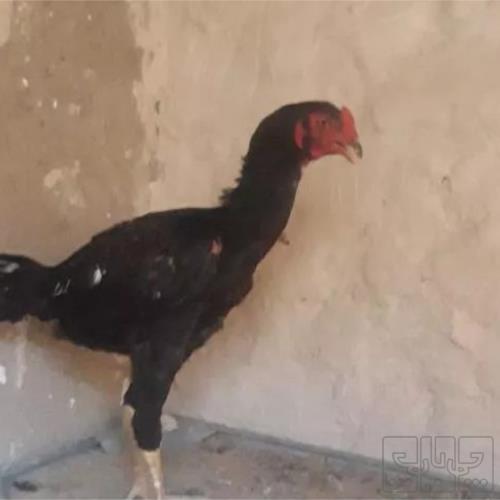 خانه و  آشپزخانه - حیوانات - پرندگان