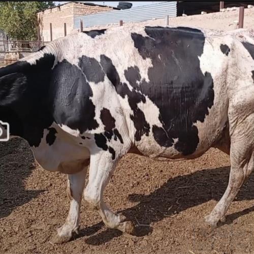 خانه و  آشپزخانه - حیوانات - پستانداران